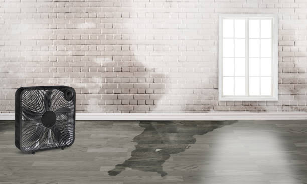 Best Water damage restoration specialists  in Claude, TX